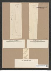 Pleurosigma marinum Donk. (de-Toni-Nr.: Genus 13, Species 1009) Zeichnungen Sammlung Grunow Nr. 2057 (NHMW-BOT-W0368916)